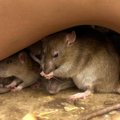 Elektrooniline ajuprotees parandab rottide mälu, peagi ka inimeste oma?