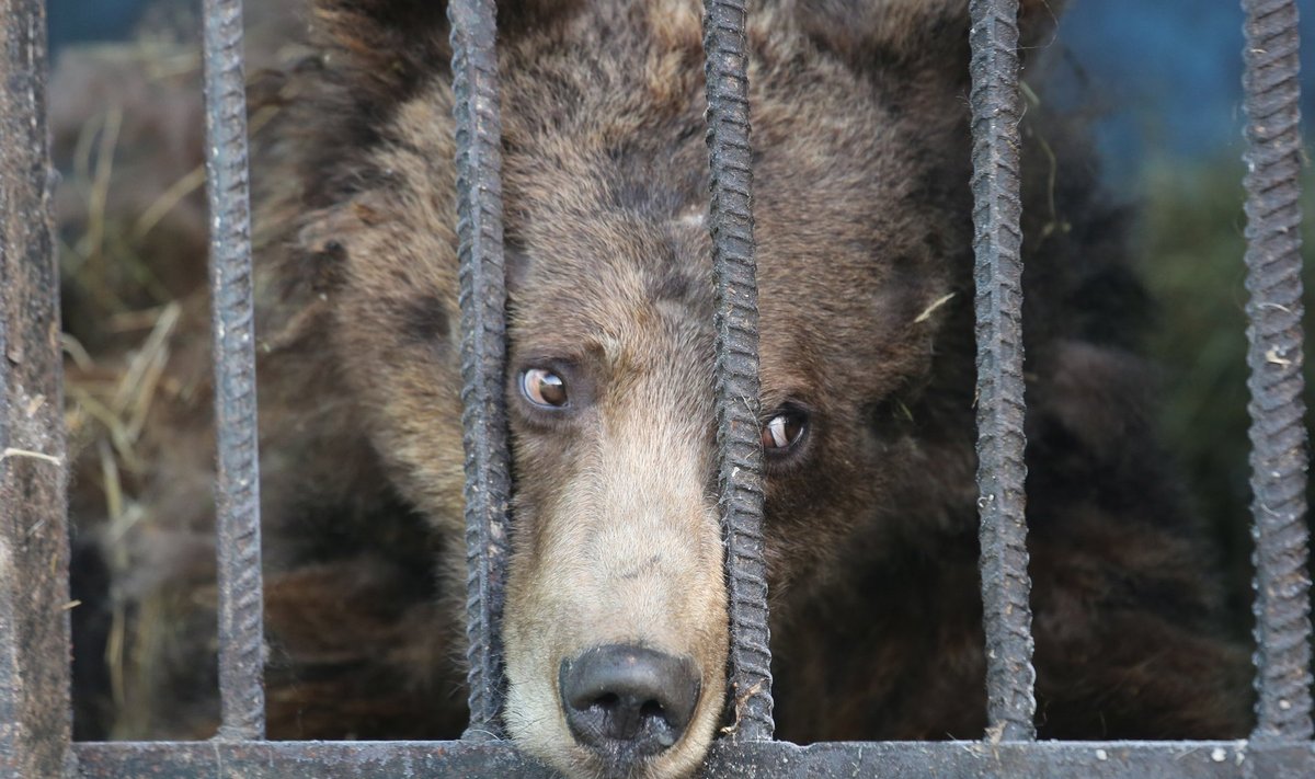 'World's worst zoo' in Gyumri, Armenia - Dec 2015