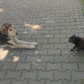 NUNNUMEETER PLAHVATAB | Kasse ja koeri on Türgis rohkem kui liiva mere ääres
