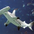 ВИДЕО: Рыбаки приняли роды у раненой акулы