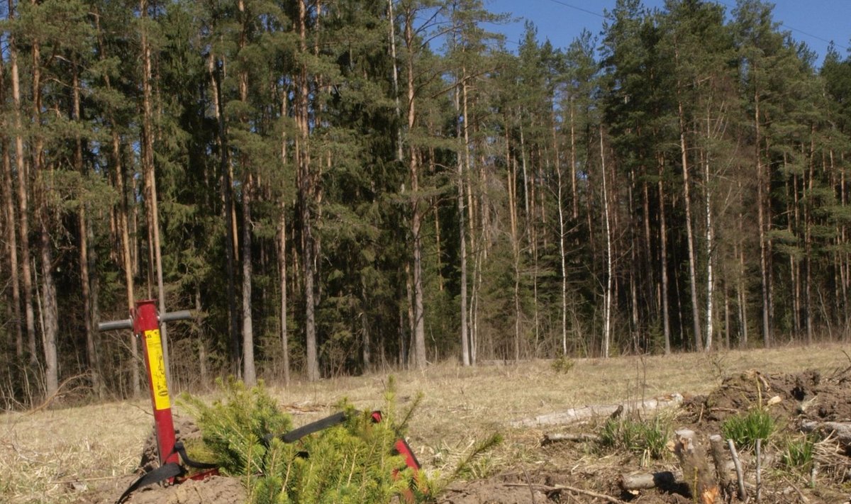 Soovitatav on kasutada kodumaal kontrollitud keskkonnas valminud metsataimi, kuid kevaditi on nende järele suur nõudlus.