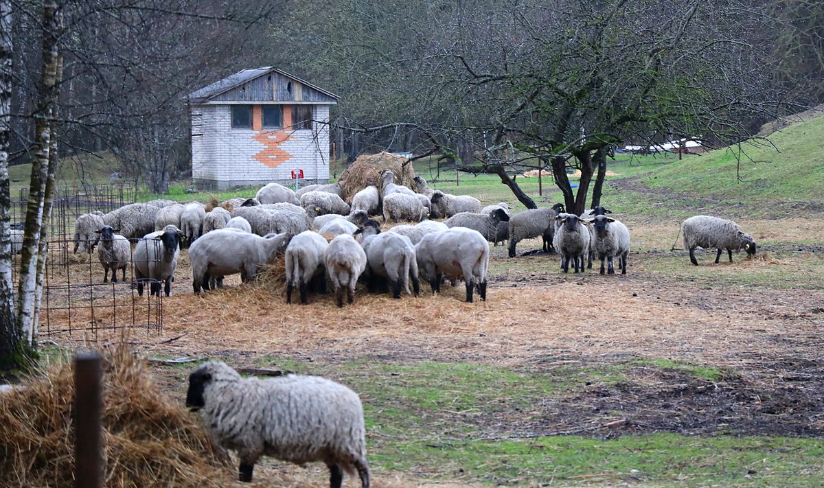 Ökoküla Saaremaal