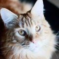 Iseateadlik Liza – kass, kes elab ja “töötab” pirukakohvikus