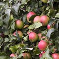 Lugeja küsib: miks õunapuu lehed halliks läksid?