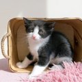 Uus kass, uus kodu: nipid, kuidas aidata lemmikul uue keskkonnaga kohaneda