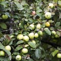 Tõendamata päritolu õunu müünud skandaalse ettevõtte aastakäive oli 23 eurot