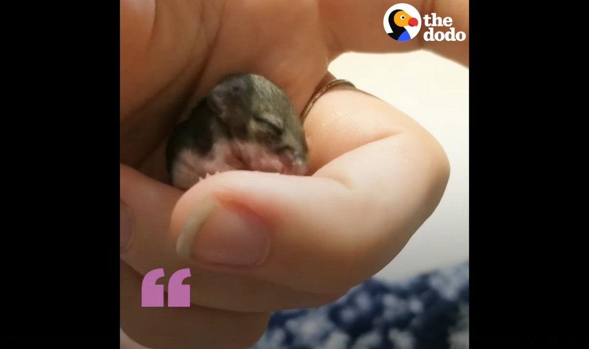Hambutu ja pimeda hiirepoja leidnud tüdruk kasvatas temast julge peresõbra