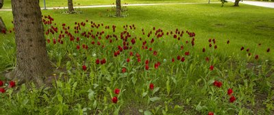 Räpina aianduskooli pargi muru koos tulpidega.