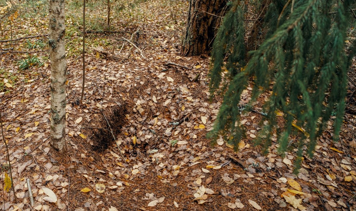 Metsaomanik teadis aastaid seda suurte puude varjus asuvat kuklasepesa. Ühel hetkel metsas ringi käies avastas ta, et pesa on jalad alla võtnud ja asemele on jäänud ainult korrapäraste servadega nelinurkne auk.
