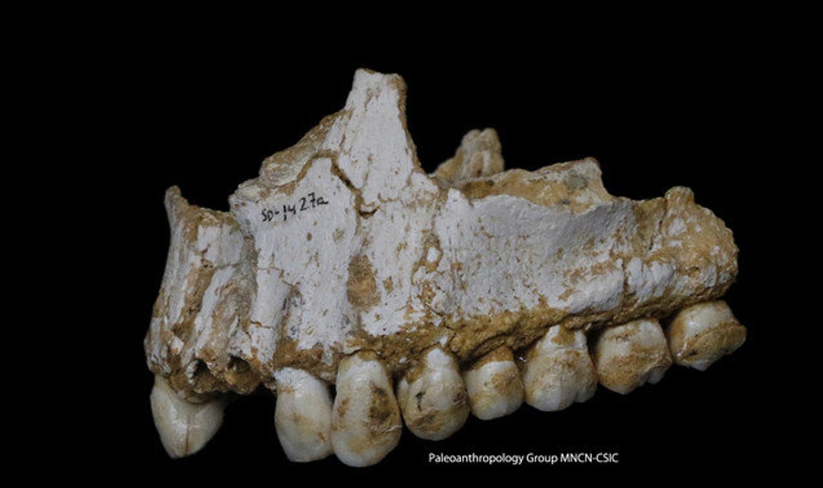 El Sidroni koopast leitud lõualuu. Autor: MNCN-CSIC paleoantropoloogia rühm