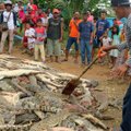 Индонезийцы убили 292 крокодила и отомстили за смерть друга