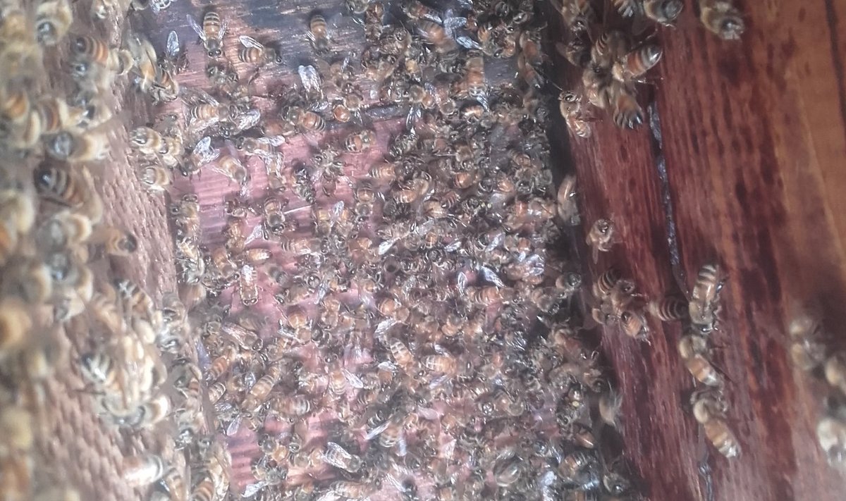 Surnud mesilased Lääne-Virumaal