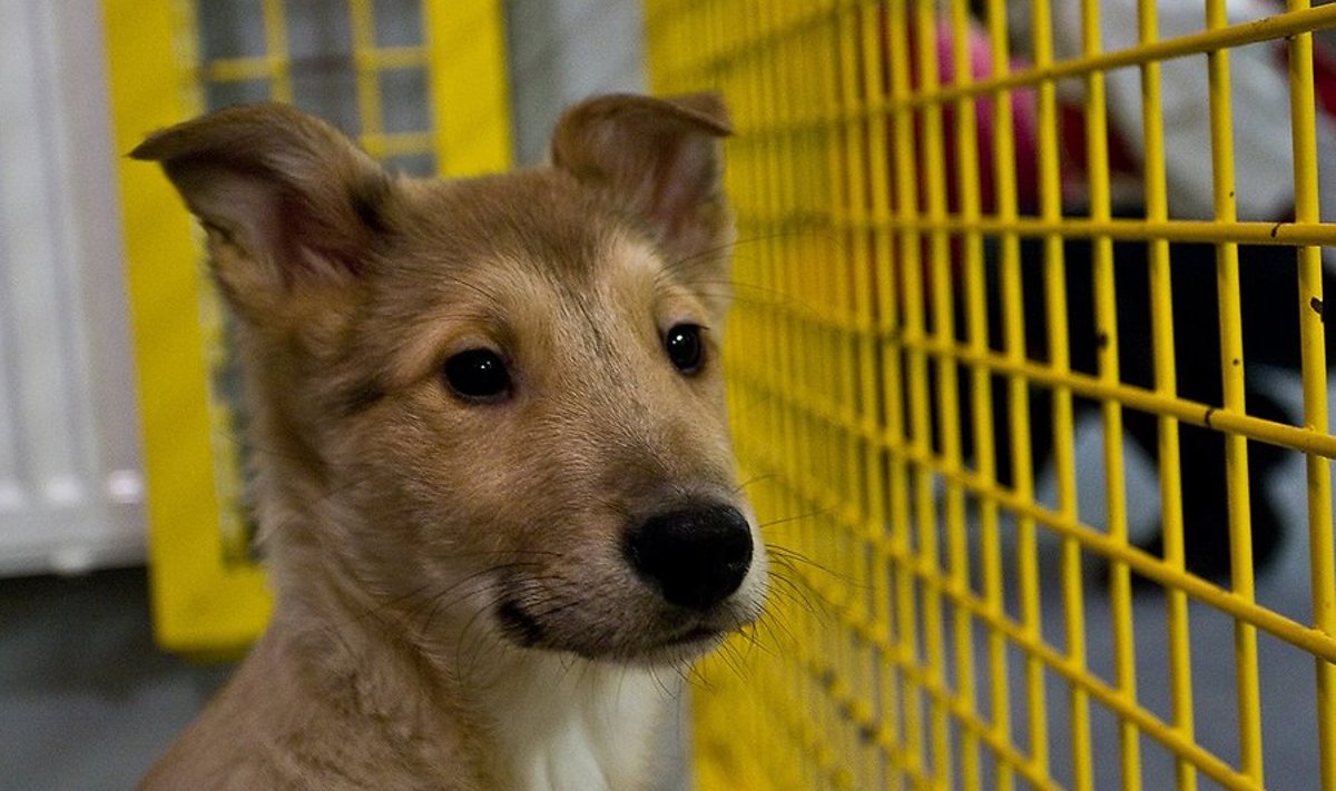 Lemmikloomade varjupaik  (foto on illustratiivne)