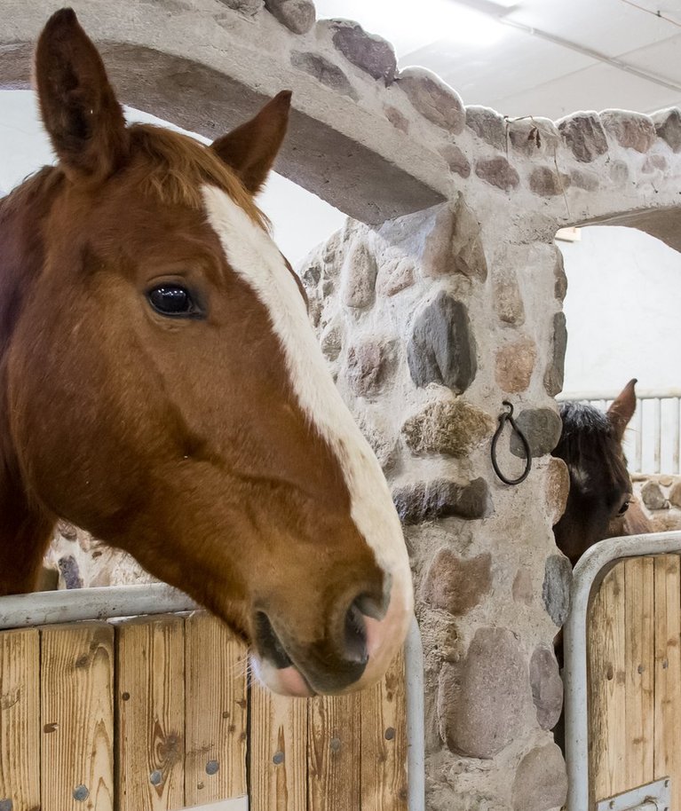 Renoveeritud Tori Hobusekasvandus tutvustab eesti ajaloolisi hobusetõuge.