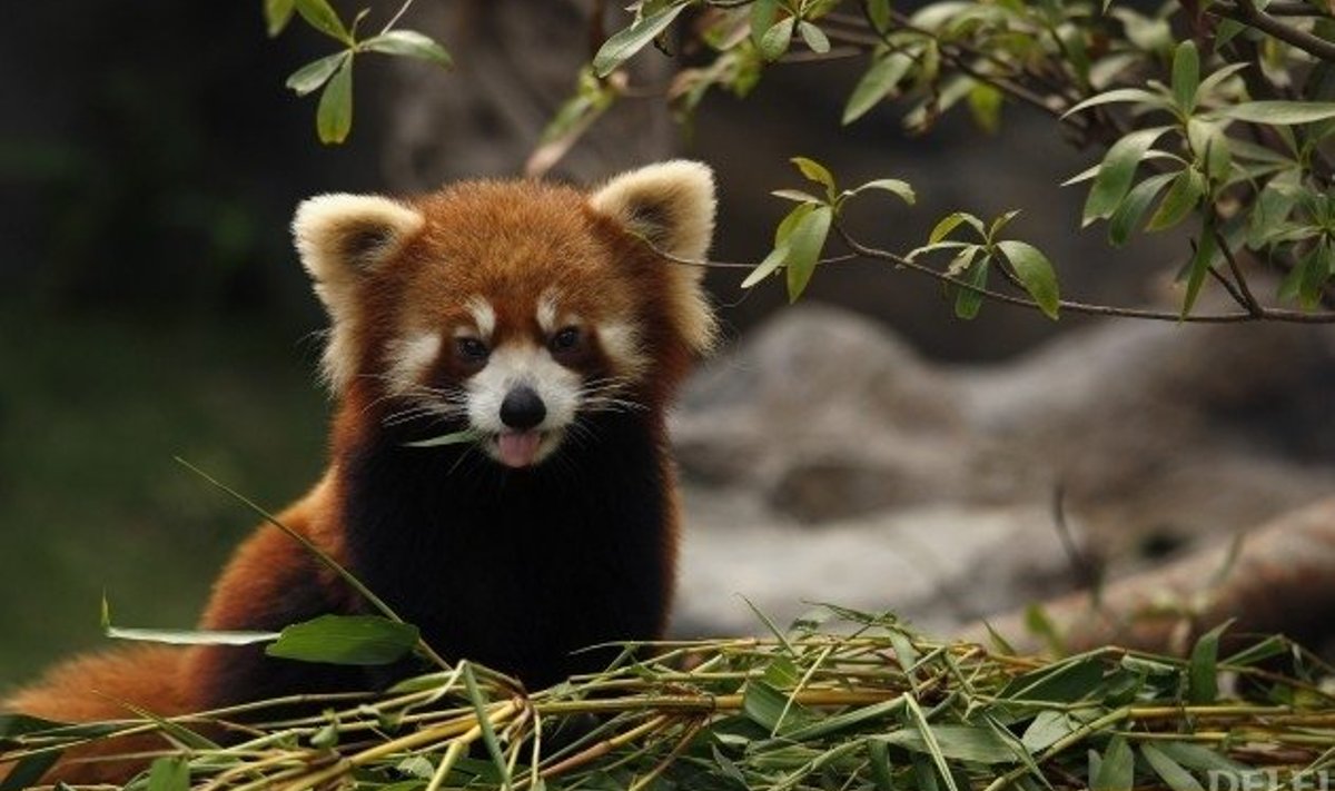 See on üks nunnu punane panda ehk Lesseri panda ehk Firefox ehk tulirebane. Foto Bobby Yip, Reuters