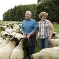 Ants ja Sirje Schmidt: Müüme lambad Saksamaale