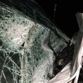При столкновении автомобиля с лосем на Нарвском шоссе пострадала девушка