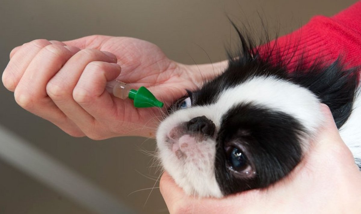 Ninakaudne vaktsiin pakub koerale kaitset bakteri (Bordetella bronchiseptica) ja ka paragripi viiruse põhjustatud hingamisteede haiguste vastu.