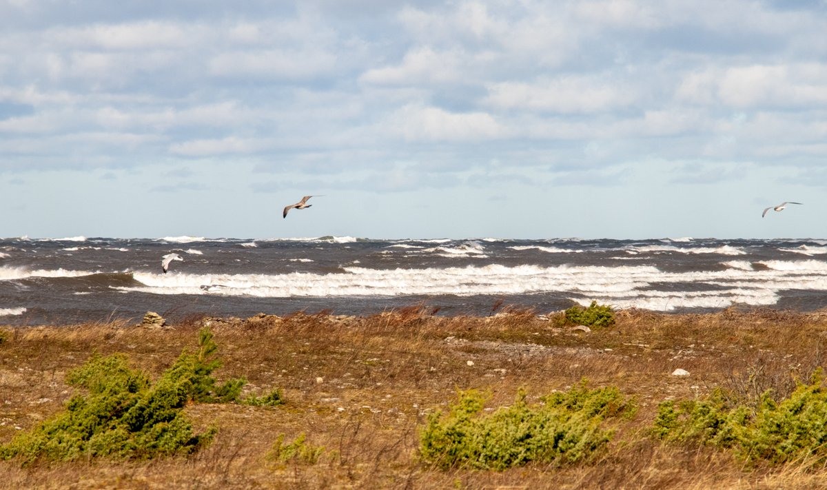 Torm Saaremaal