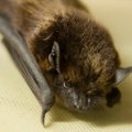 Teadlased: nahkhiirte talveund ei tohi segada!