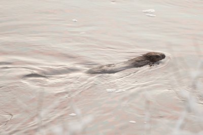 Kobras ühel talvehommikul Pirita jões ujumas.