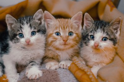 MTÜ Kitten Help hoolealused
