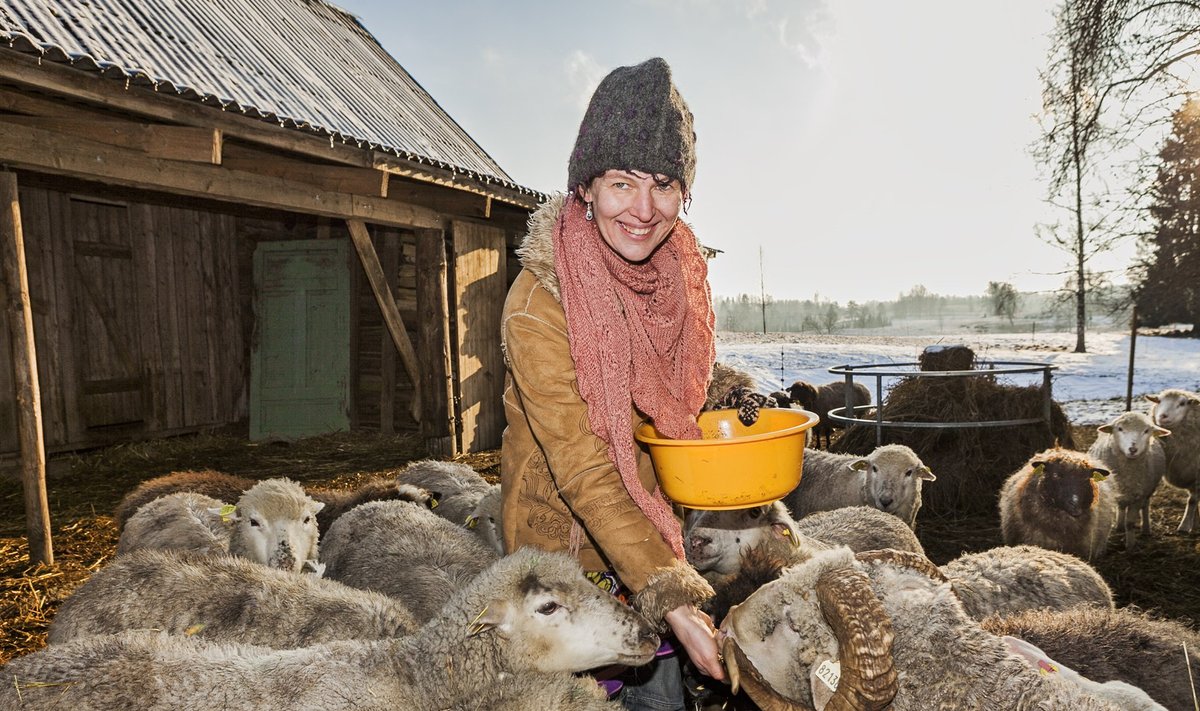 Lilian Freibergi eesmärk on saada oma  lammastelt ka kvaliteetset villa, aga selle nimel tuleb üksjagu pingutada.