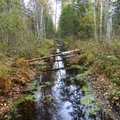 Rootsi uuring: kuivendatud soometsad seovad süsinikku, kuivendamata soo mitte