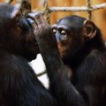 Minke hukatakse massiliselt, ahve ründab viirus ohtlikult: kas loomad saavad oma koroonavaktsiini?