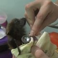 VIDEO: Saatana sigitised? Vaevalt küll! Vaata, kuidas nahkhiirebeebid lutipudelist söövad!