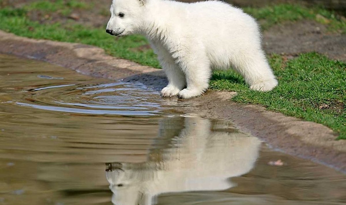 In Memoriam: Möödunud nädalal lahkus meie hulgast viiendal eluaastal Berliini loomaaia endine lapsstaar, jääkaru Knut. Oma viimased elukuud veetis ta ühes puuris kolme vanema emasega.