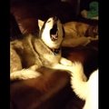 Naerutav VIDEO | Oh, jumal! Kui üks husky oma laulujoru alustab, järgneb sellele terve laululahing