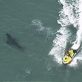 Mõrtsukhai tappis Austraalias surfari