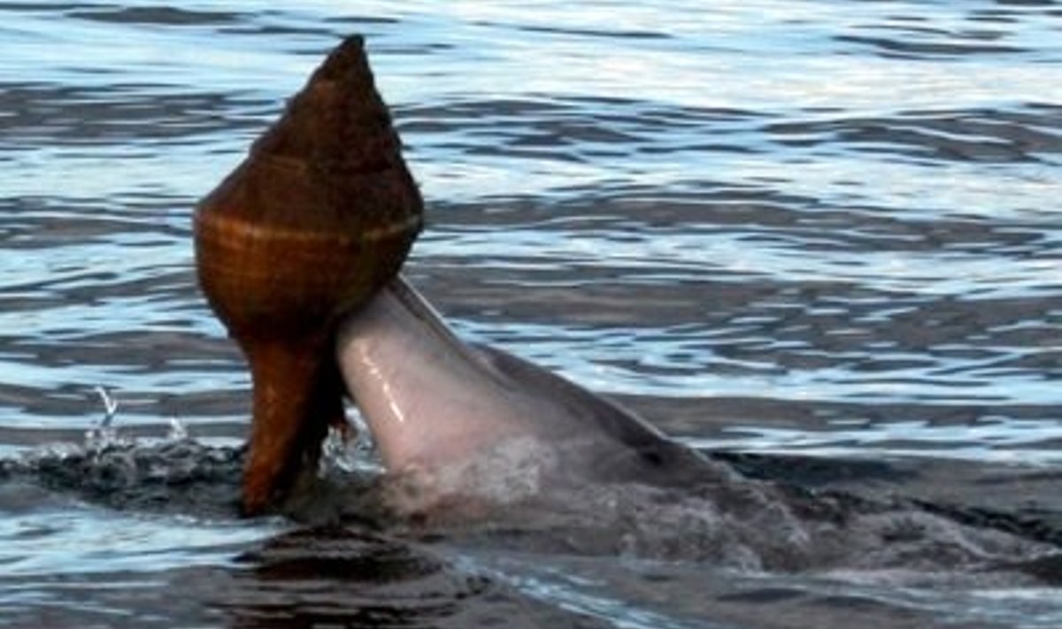 Nutikas India afaliin Shark Bays. Foto Murdoch University