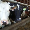 Piimafarmid võivad eeloleval suvel välistööjõust ilma jääda
