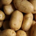 Aastaga topelthind: kartuli pöörane hinnatõus jätkub