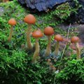 Maa seest ilmusid välja kõige hilisemad ja külmakindlamad seened
