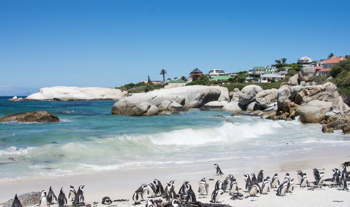 Pingviinid! Boulder´s Beach.