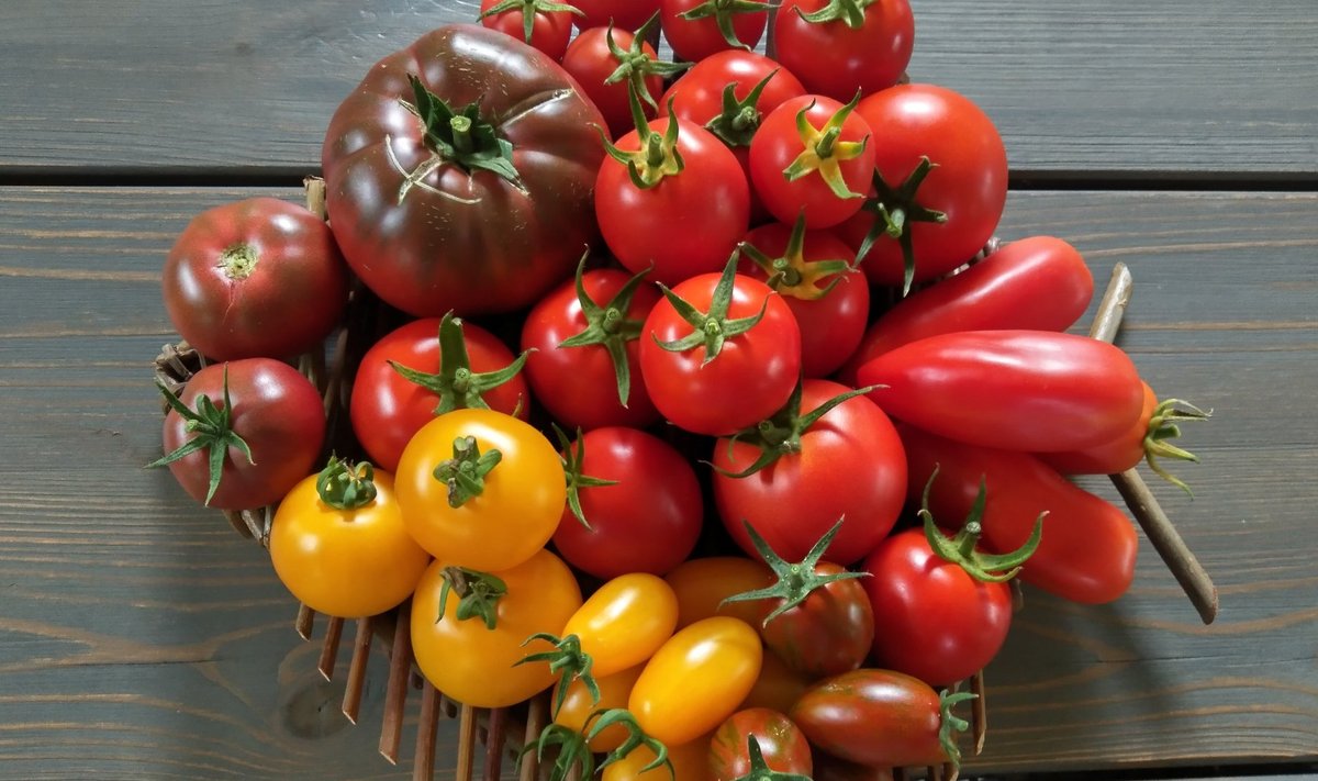 Anne Miku erilised tomatid.