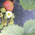 ÜLEVAADE | Maasikakahjurid ja nendega võitlemine