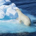 Jääkarud on nälja peletamiseks hüljeste asemel delfiine sööma hakanud