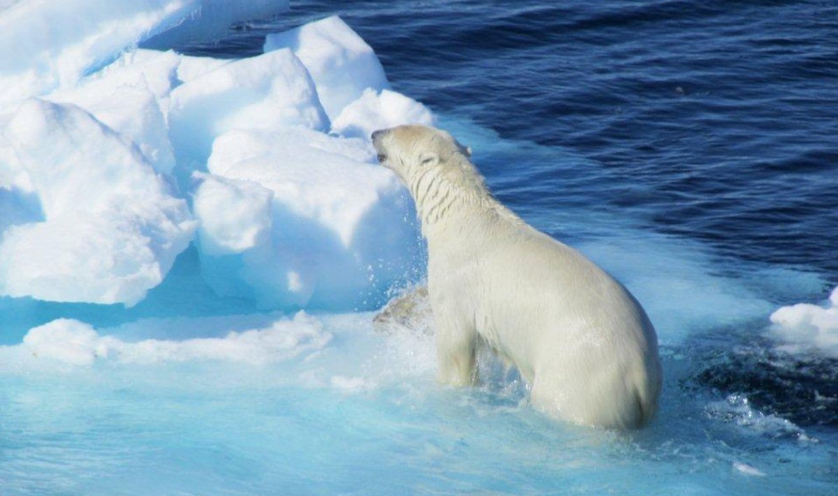 Jääkarude arv väheneb kiiresti, sest merejää sulab kliimamuutuste tõttu ning mida vähem jääd, seda vähem süüa - jääkarud jäävad sõna otseses mõttes nälga.