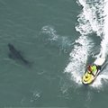 Трехметровая акула-людоед убила серфера в Австралии