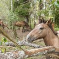 Прорыв в науке: в Эстонском университете естественных наук клонировали лошадь