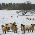 Saaremaa lambast saab kaitstud kaubamärk