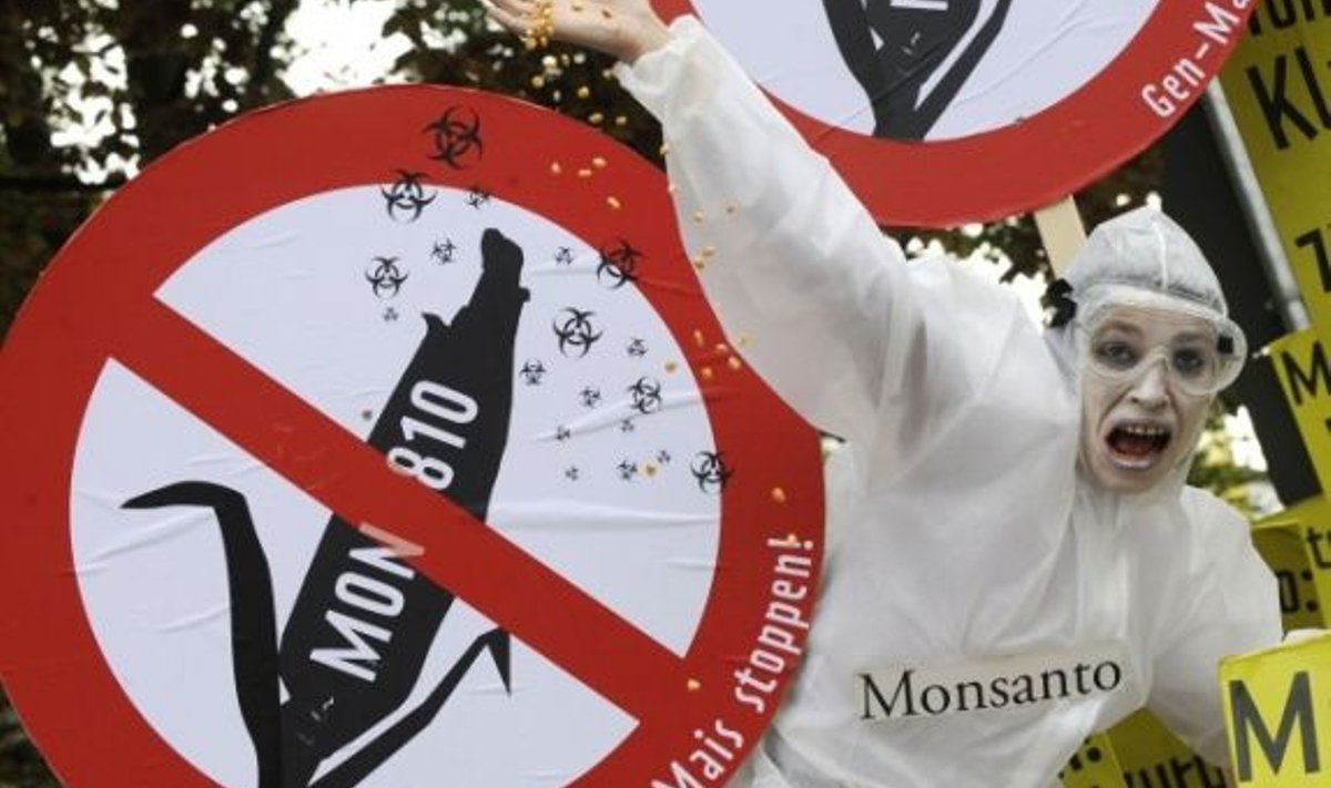 Kui Saksamaa läinud kevadel keelas geneetiliselt muundatud maisisordi kasutamise, kaebas USA korporatsioon Monsanto otsuse kohtusse. See tõi tänavale vihased protestijad.