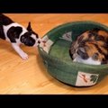 Pisarateni naerutav VIDEO | vaata, kuidas kutsikas üritab kogu hingest oma pesa kassi käest päästa