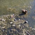 ФОТО: Пруд Шнелли невероятно грязный, утята плавают среди мусора