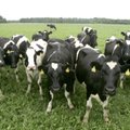 Eesti piimatoodang lööb rekordeid, ometi siplevad mitmed talumeiereid rahalistes raskustes