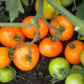 Jõgeval aretati Eesti esimesed oranži viljaga tomatisordid